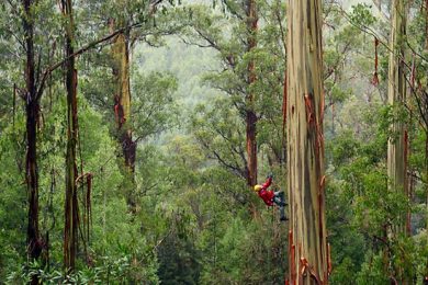 World’s tallest hardwood tree found in Australia