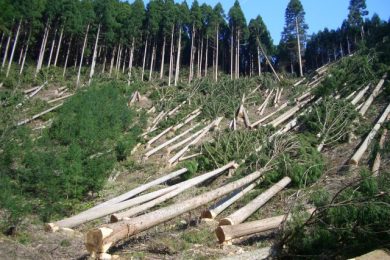 Deforestation costs much worse than credit crunch
