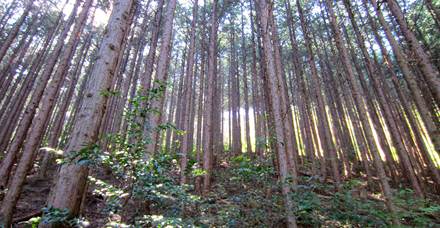 Forestry Japan