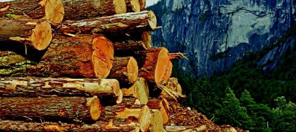 log export ban