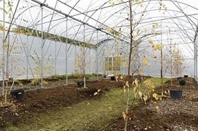 Indoor Birch Seed Orchard
