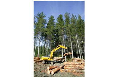 Log distribution JV formed by NZ companies