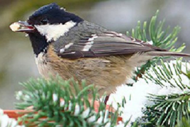 Coal Tits thrive in Sitka Spruce plantation forests