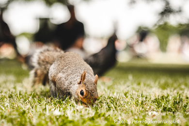 Britons should EAT grey squirrels