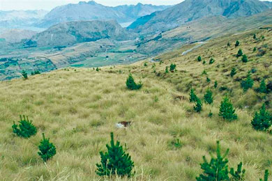 NZ – Wilding pine control efforts ramp up