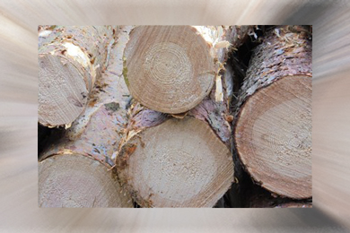 Germany’s export value of logs & lumber has increased 63% over the past five years, reaching $2.5 billion in 2020