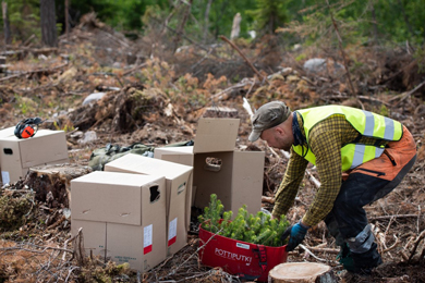 Metsä Group and forest owners have planted 270 million trees in a decade