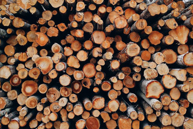 Germany – Amount of timber logged at new record high in 2020 due to forest damage