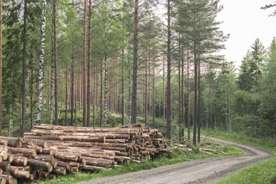 Metsä Group introduces a new pricing method with thinnings