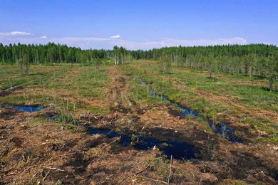 Stora Enso and Tornator will restore 1,000 hectares of low forest cover peatland in eastern and southern Finland between 2022 and 2027