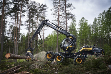 timber harvesting